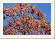 IMG_J-G-0264 rhus typhina * 1500 x 1000 * (1.15MB)